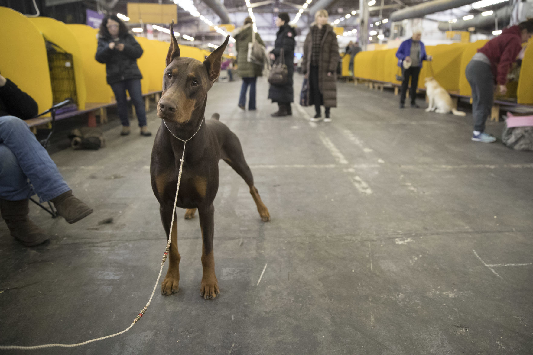 16. Doberman pinscher